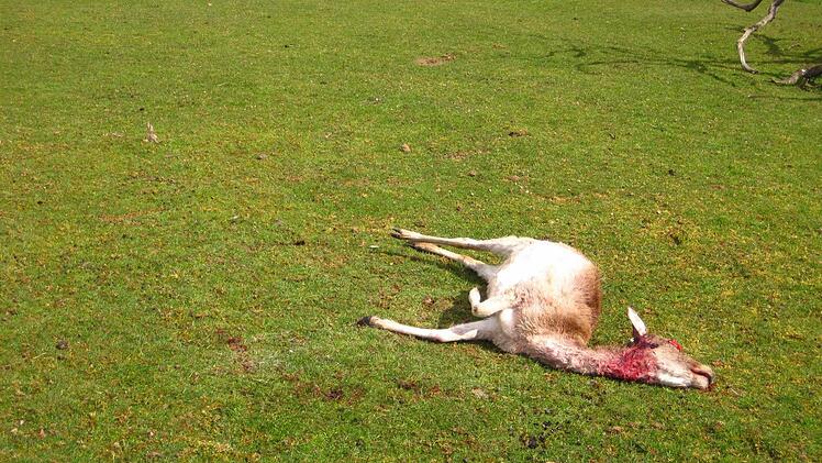 Gerissene Tiere im Dammwildgehege von Familie Karg. Foto: Sautter
