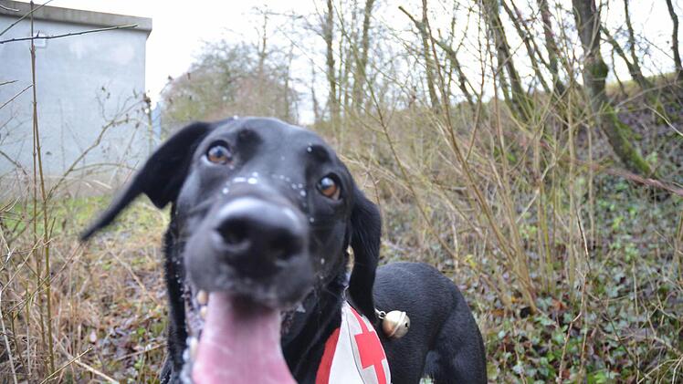 Ich hab dich! Rettungshündin Cleo nach erfolgreicher Suche aus der Sicht des "Opfers".