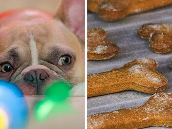 Tierheim Nürnberg berichtet von glücklichem Erfolg nach Suchaufruf - "vielen, vielen Dank"