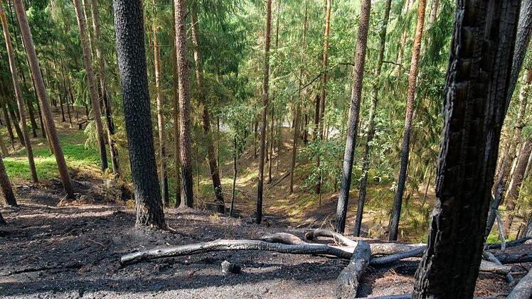 Am Dienstagabend ist es in Oberfranken zu einem Waldbrand gekommen. Die Folgen des Brandes sind deutlich zu erkennen. Foto: Fricke/News5