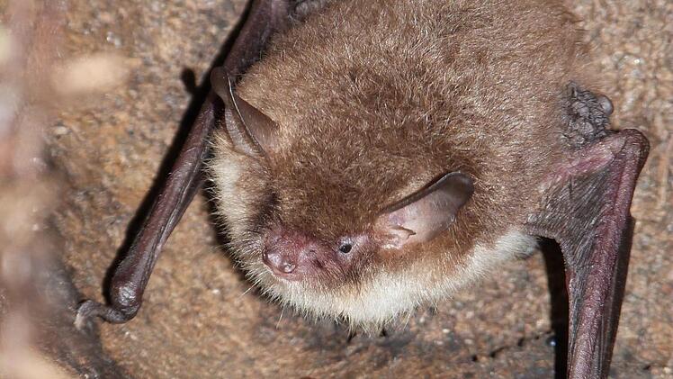 Eine kleine Fransenfledermaus. Diana Fuchs