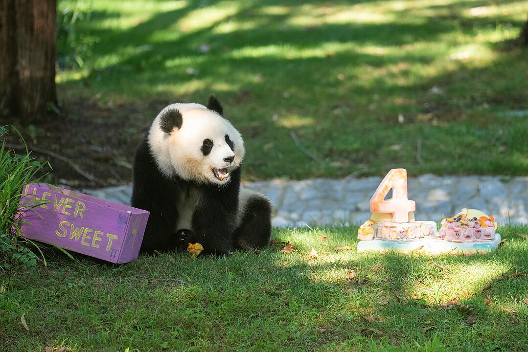 Panda Qing Bao feiert vierten Geburtstag im Zoo Washington