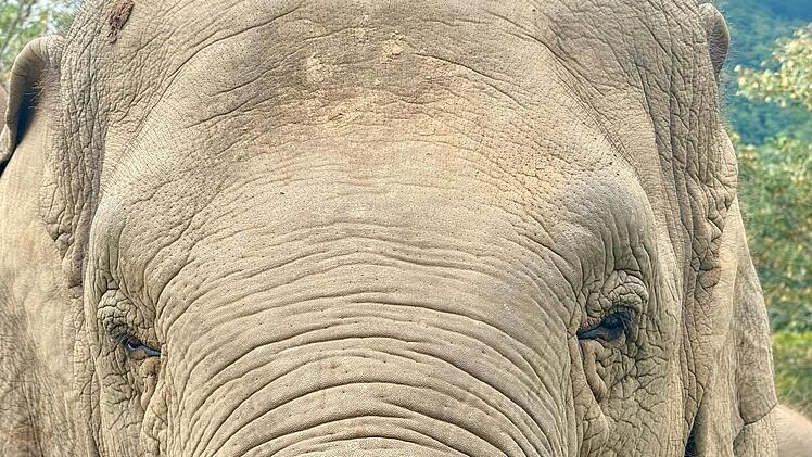 Elefant in Thailand