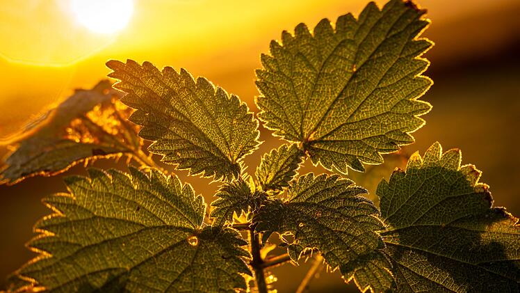 &laquo;Auf jeden Fall geh&ouml;rt das Wort Unkraut gestrichen&raquo;