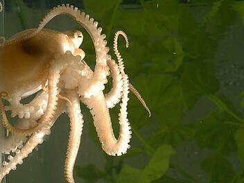 Es klingt wie Science Fiction, doch einige Wissenschaftler haben in einem Fachmagazin die These ver&ouml;ffentlich, Kraken k&ouml;nnten eigentlich Au&szlig;erirdische sein.   Foto: Michael LaBarbera/Nature/dpa (