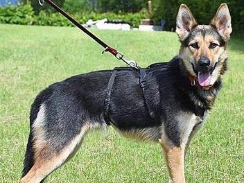 Der etwa einjährige Schäferhundmix Dolly möchte gerne die Welt entdecken und sucht ein geborgenes Zuhause.  Foto: Tierschutzverein Kronach