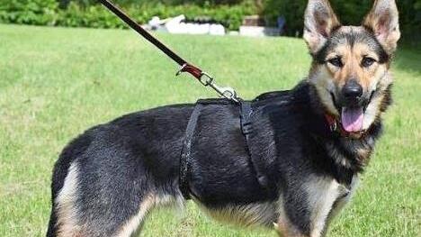 Der etwa einjährige Schäferhundmix Dolly möchte gerne die Welt entdecken und sucht ein geborgenes Zuhause.  Foto: Tierschutzverein Kronach