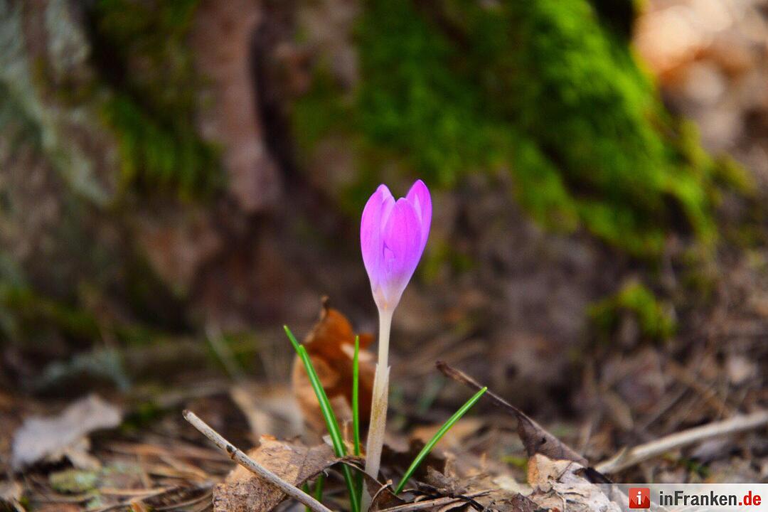 Der Frühling in Franken in Bildern