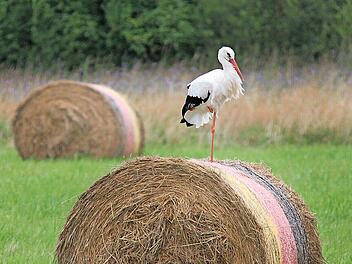 Die Ernte ist gemacht und jetzt ist Zeit für eine Pause. Dieser Storch bei Höchstadt lässt sich dabei auch nicht stören. Doch im Kompost lauert eine tödliche Gefahr.