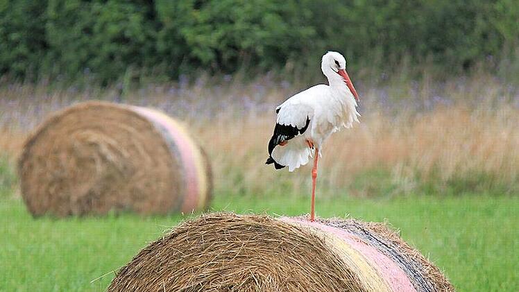 Die Ernte ist gemacht und jetzt ist Zeit für eine Pause. Dieser Storch bei Höchstadt lässt sich dabei auch nicht stören. Doch im Kompost lauert eine tödliche Gefahr.