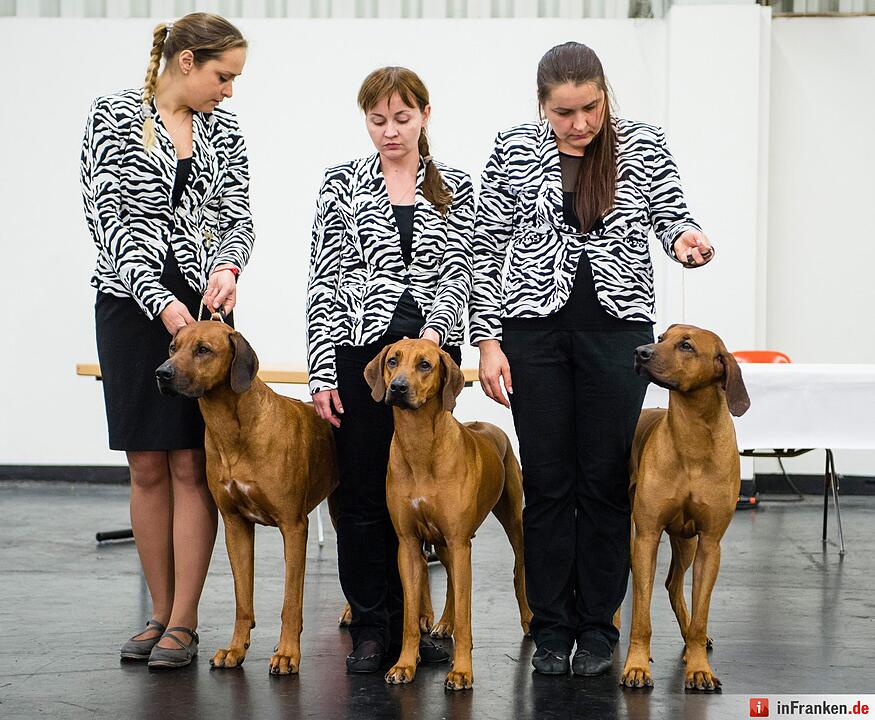 Internationale Rassehunde-Ausstellung «Cacib» in Nürnberg