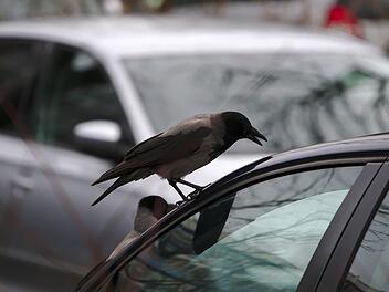 Vogel am Auto