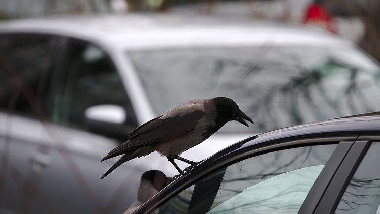 Vogel am Auto