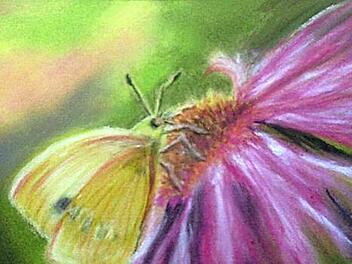 Ein Zitronenfalter in Pastell Fotos: privat