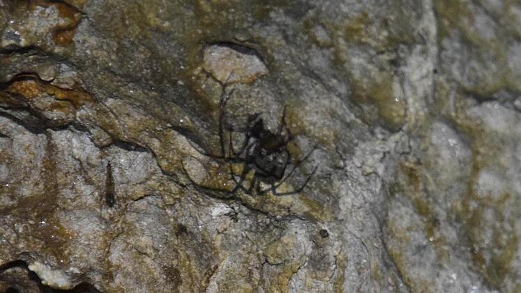 Spinnen sind häufig in der Höhle. Foto: Ronald Rinklef