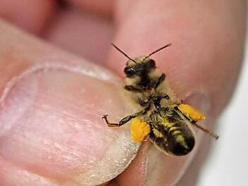 Die Bienen sammeln jetzt fleißig Pollen. Sie haben jetzt kleine Höschen an, die sie in den Bienenstock bringen. Fotos: S.Martin