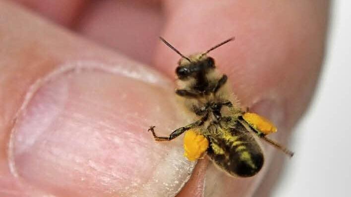 Die Bienen sammeln jetzt fleißig Pollen. Sie haben jetzt kleine Höschen an, die sie in den Bienenstock bringen. Fotos: S.Martin