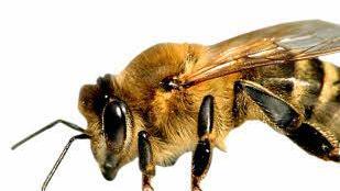 Vieler Imker beklagen das mangelnde Futterangebot für ihre Bienenvölker. Foto: Archiv