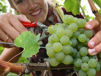 Die fränkische Weinkönigin Silena Werner schneidet am  in einem Weinberg bei Stetten  bei der offiziellen Eröffnung der Weinlese 2017 Trauben vom Stock. Wegen der zuletzt nasskalten Tage ist in den  fränkischen Weinbergen dieses Jahr besonders viel Handarbeit nötig. Karl-Josef Hildenbrand/dpa