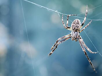 Spinne