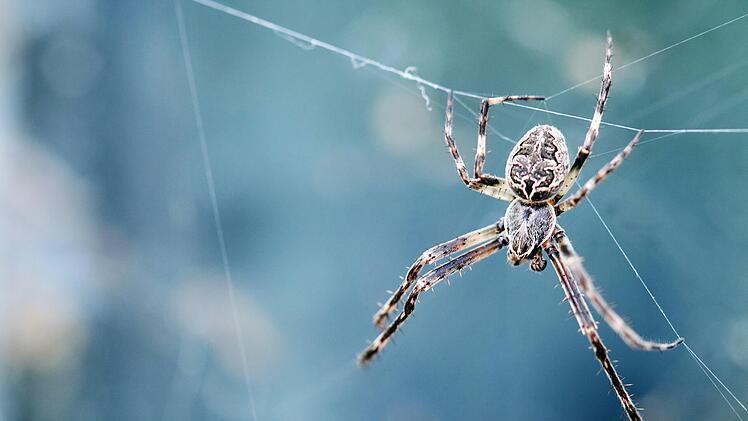 Spinne