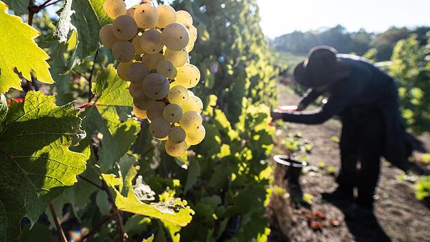 Wein wurde früher in der Rhön angebaut. Den Nachweis liefert von Reinhild Albert in seinem neuen Buch. Foto: Swen Pförtner/dpa