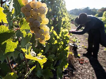 Wein wurde früher in der Rhön angebaut. Den Nachweis liefert von Reinhild Albert in seinem neuen Buch. Foto: Swen Pförtner/dpa