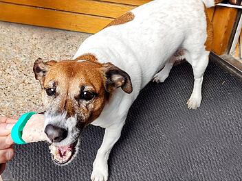 Bad Rodach: Stadtcafé lockt mit besonderer Kreation - Eis am Stiel für Hunde