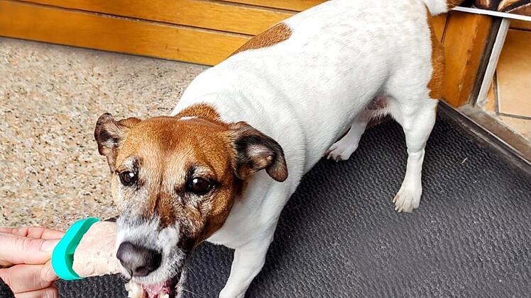 Bad Rodach: Stadtcafé lockt mit besonderer Kreation - Eis am Stiel für Hunde
