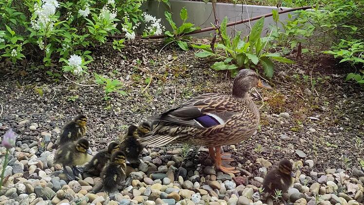 Tierheim Nürnberg hilft aus - "ungewöhnlicher Rettungsdienst" am Klinikum