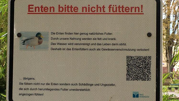 Auf dem Liebfrauensee bilden sich jedes Jahr ein dichter Algenteppich, nicht zuletzt, weil verbotenerweise immer wieder Enten gef&uuml;ttert werden, die dann hier auch den See noch zus&auml;tzlich verschmutzen.
