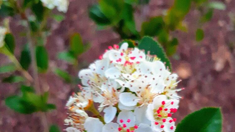 Weil sie so schön blüht, findet man die Aronia oft als Zierstrauch in Gärten. Roland Dömling