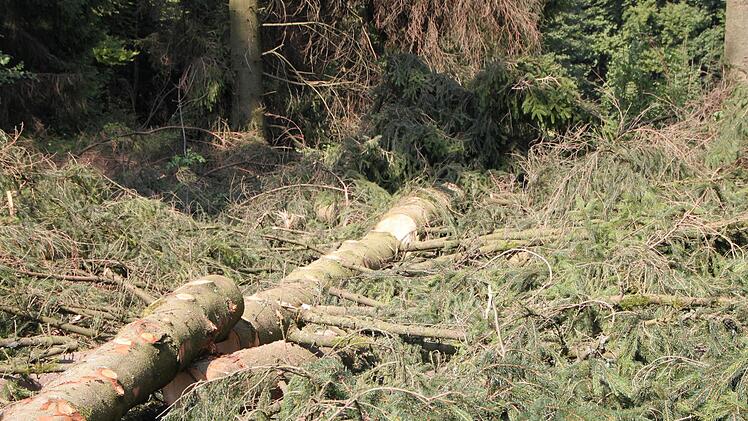 In den Schwarzen Bergen liegen gefällte Fichten am Boden. Foto: Ulrike Müller