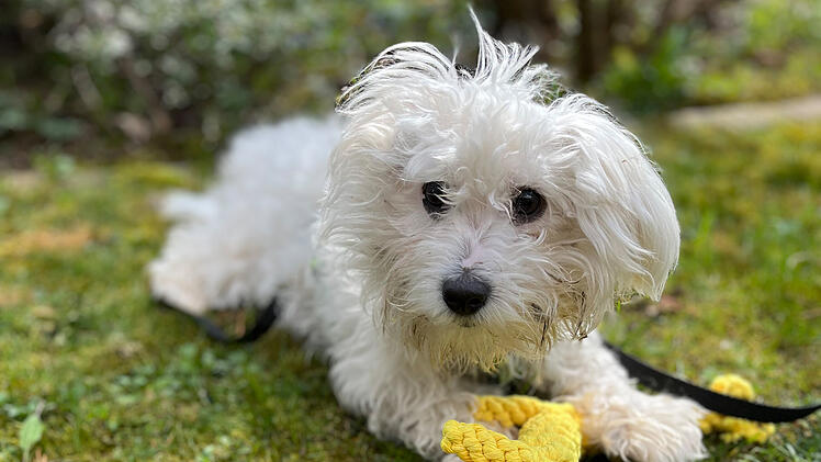 Lauf a. d. Pegnitz: Hund Chito stirbt nach tragischem Schicksal - Fränkische Tierschützer sprachlos