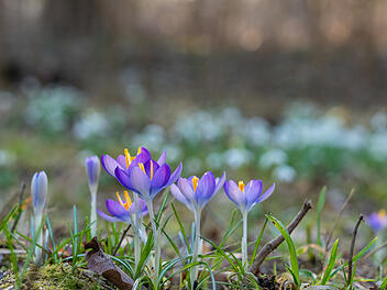 Fr&uuml;hlingserwachen: So sch&ouml;n bl&uuml;ht es im Bamberger Hain