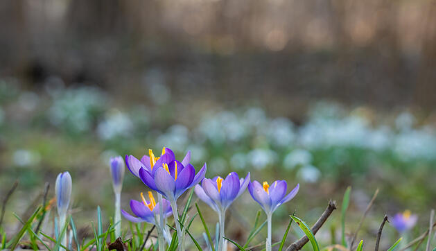 Fr&uuml;hlingserwachen: So sch&ouml;n bl&uuml;ht es im Bamberger Hain