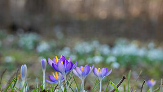 Fr&uuml;hlingserwachen: So sch&ouml;n bl&uuml;ht es im Bamberger Hain