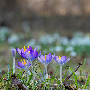Fr&uuml;hlingserwachen: So sch&ouml;n bl&uuml;ht es im Bamberger Hain
