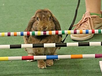Soll ich oder nicht. "Domino" scheint noch nicht schlüssig.  Fotos: Helmut Will