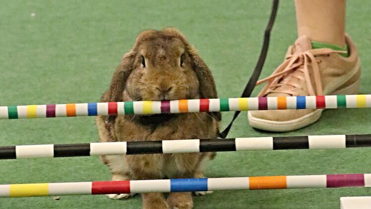 Soll ich oder nicht. "Domino" scheint noch nicht schlüssig.  Fotos: Helmut Will
