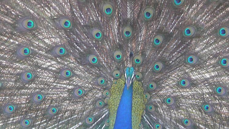 Überall im Land sieht man wildlebende Pfaue.