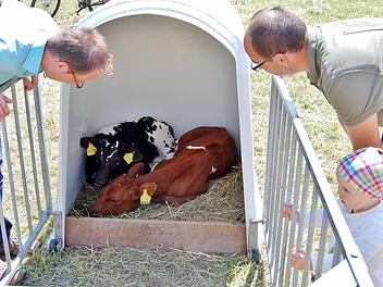 Neugeborene Kälbchen: Beim Programm "Erlebnis Bauernhof" gibt es viel in Stall und auf dem Feld zu entdecken.  Foto: Sigismund von Dobschütz/Archiv
