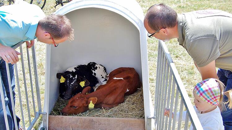 Neugeborene Kälbchen: Beim Programm "Erlebnis Bauernhof" gibt es viel in Stall und auf dem Feld zu entdecken.  Foto: Sigismund von Dobschütz/Archiv