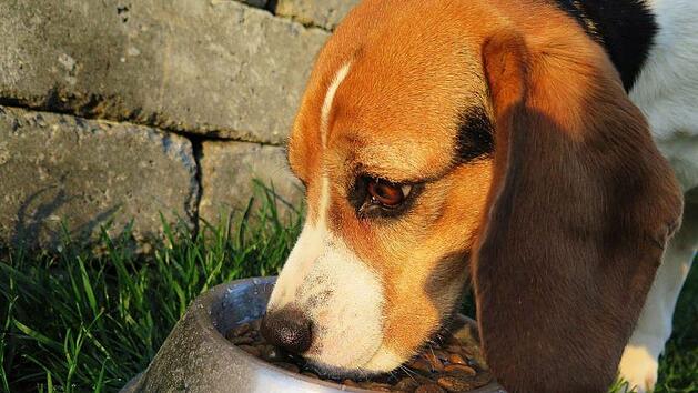 Fressnapf ruft aktuell Hundefutter und einen Hundesnack zurück. Grund sind Salmonellenbefall und erhöhte Cadmiumwerte. Symbolfoto: pixabay.com/eminens