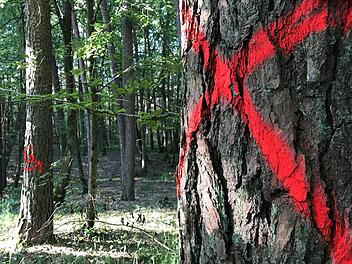 Der Sommer 2019 lässt nach den Fichten auch Tausende von Kiefern sterben. Die totgeweihten Bäume - im Michelsberger Wald tragen einige ein rotes X.   Fotos: Michael Wehner/Markus Klein