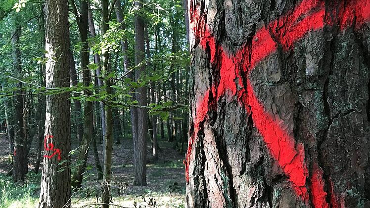 Der Sommer 2019 lässt nach den Fichten auch Tausende von Kiefern sterben. Die totgeweihten Bäume - im Michelsberger Wald tragen einige ein rotes X.   Fotos: Michael Wehner/Markus Klein