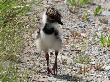 Nicht älter als acht bis zehn Tage ist dieses Kiebitz-Küken, das sich, gut bewacht von der Mutter, im Rotmaintal bereits auf eigenen Füßen fortbewegt.Foto: Katrin Geyer
