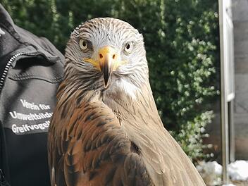 Der Rotmilan leidet unter anderem unter illegaler Verfolgung und Vergiftungen.