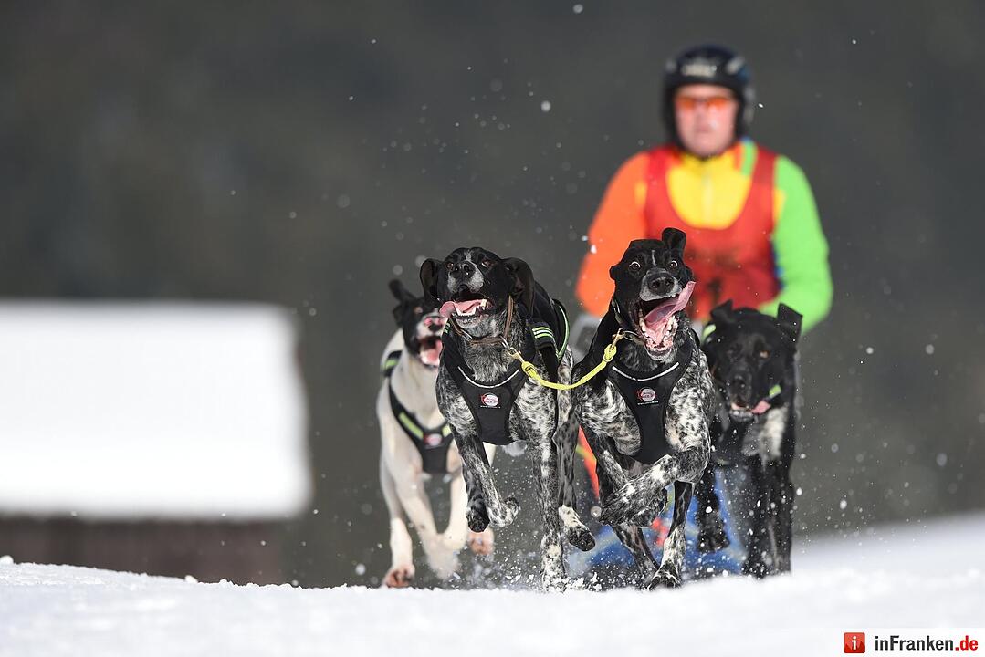 Schlittenhunderennen in Unterjoch