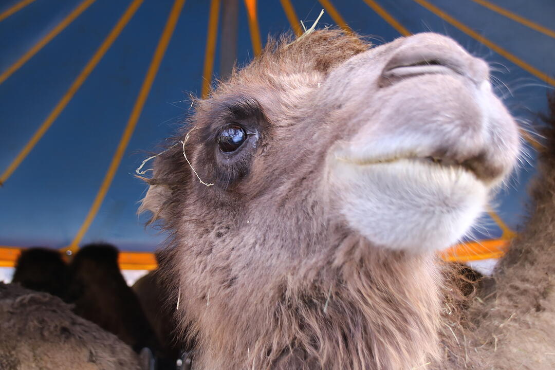 Zu Besuch bei Lamas und Kamelen im Kreis Haßberge